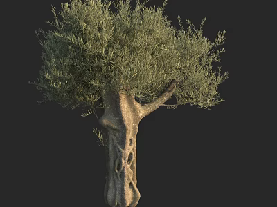 Olive Tree With Unique Textured Trunk And Lush Green Foliage Design 3d model