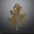 Tree With Orange And Red Leaves And White Trunk On Gray Black Background