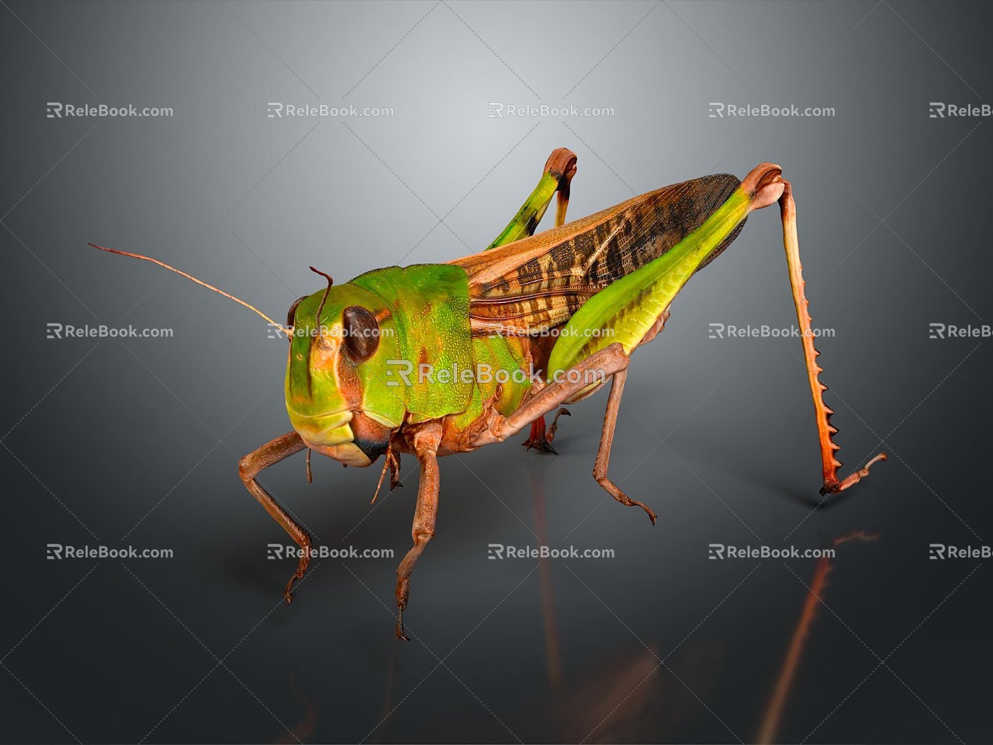 Modern grasshopper grasshopper insect cartoon locust 3d model