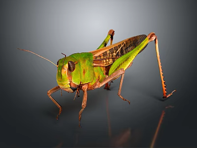 Detailed Green Grasshopper With Brown Wings Long Legs And Antennae Structure 3d model