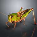 Modern grasshopper insect cartoon locust 3d model