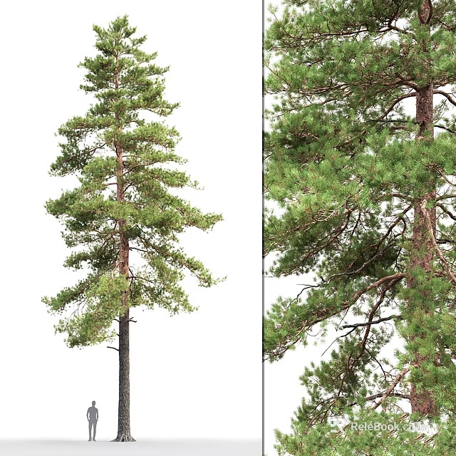 Pine Tree Ornament Decor Set With Natural Style For Home Decoration 3d model 