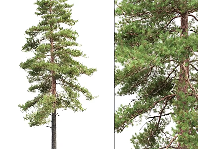 Pine Tree Ornament Decor Set With Natural Style For Home Decoration 3d model