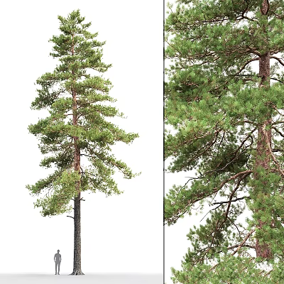 Pine Tree Ornament Decor Set With Natural Style For Home Decoration 3d model