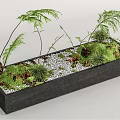 Bonsai Potted Plant in Black Rectangular Container with Green Ferns Moss Small Pebbles and Decor