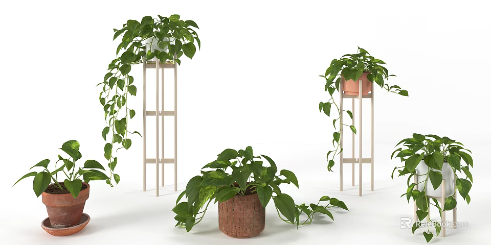 Bonsai Potted Plants With Green Hanging Vines On White Plant Stands And Terracotta Pots 3d model 
