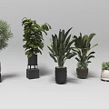 Various Potted Bonsai Plants with Decorative Pots in Different Sizes and Leaf Shapes