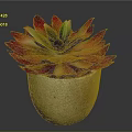 Red Leaf Succulent Plant In Natural Stone Pot With Green Center And Vibrant Foliage