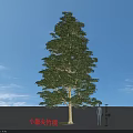 Arbor Small Fruit Grey Bamboo Peach Tree 8 Meters Tall With Person Under Blue Sky