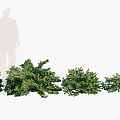 Green Leafy Bushes of Various Sizes for Garden Landscaping Design Ideas