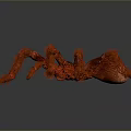 Red Hairy Spider With Large Body And Long Legs On Gray Gradient Background