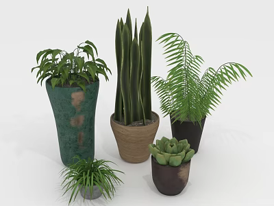 Indoor Potted Plants With Tall Green Leaves Fern And Succulent In Various Colored Ceramic Pots 3d model