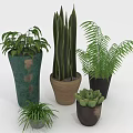 Indoor Potted Plants With Tall Green Leaves Fern And Succulent In Various Colored Ceramic Pots