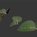 Fresh Green Plant Leaves With Visible Veins And Various Sizes On White Background