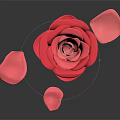 Beautiful Red Rose Bloom With Scattered Petals On Black Reflective Surface