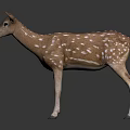 Brown Deer With White Spots 3D Model Standing On Black Background With Reflection