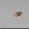 Detailed Close Up View Of Brown Cockroach Body Exoskeleton On Dark Background