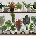 Potted Bonsai Plants On Wooden Shelves With Various Greenery And Decorative Pots