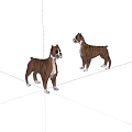 Two Brown And White Boxer Dogs Standing On White Background With Realistic Features