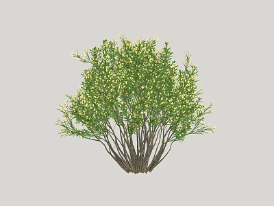 Lush Garden Shrub With Green Leaves Yellow Flowers And Multiple Branches 3d model
