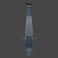 Realistic Blue Whale 3D Model With Smooth Surface On Black Background 3d model