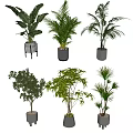 Decorative Indoor Potted Plants With Various Leafy Green Types And Stylish Containers
