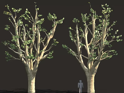 Two Trees With Green Leaves Trunks And Human Figure For Scale Reference 3d model