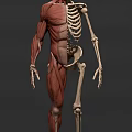 Detailed Human Limb Organs Anatomy Showing Muscle Structure And Bone Framework Details