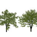Two Green Leafy Trees With Lush Foliage And Trunks Isolated On White Background 3d model