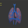 Human Lungs 3D Anatomical Model With Pink Lobes And Trachea Structure 3d model