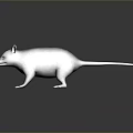 Realistic 3D Opossum Model With Gray Fur Pink Nose And Long Tail On Dark Background