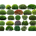 Various Types of Garden Shrubs with Diverse Foliage and Neatly Trimmed Shapes