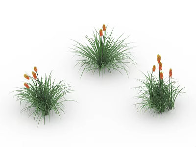 Three Clusters of Green Herbaceous Plants with Orange Flowers on White Background 3d model