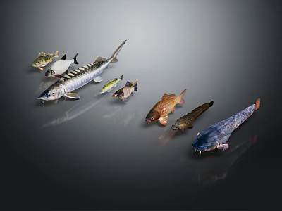 Various Marine Fish Species Arranged on Dark Reflective Surface with Realistic Details 3d model