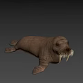 Realistic 3D Walrus Model With Long Tusks And Thick Whiskers On Black Background