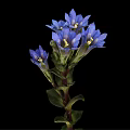 Beautiful Plant With Blue Flowers Green Stems And Leaves On Black Background