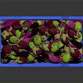 Fresh Vibrant Assorted Colored Vegetables Displayed Together in Blue Plastic Crate