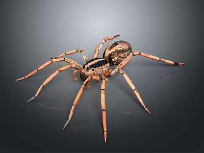 Detailed Spider With Brown Black Body And Long Legs Isolated On Gray Background In High Definition 3d model