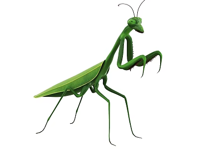 Green Reptile With Long Limbs And Leaf Like Body Structure 3d model