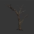 Dry Leafless Tree Trunk With Twisted Branches On Dark Gray Background