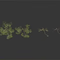 Various Trees In Different Growth States With Green Foliage And Bare Branches Scene