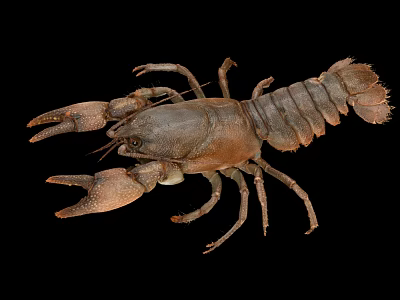 Detailed Brown Crayfish With Large Claws And Hard Exoskeleton Isolated On Black Background 3d model