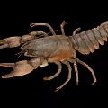 Detailed Brown Crayfish With Large Claws And Hard Exoskeleton Isolated On Black Background