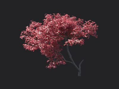 Stunning Red Leaf Arbor Featuring Vibrant Foliage Against Dark Background 3d model