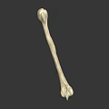 Human Bone Organ Structure With Hair Fibers On Dark Reflective Background