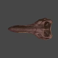 Detailed Dinosaur Skull Fossil With Anatomical Structure And Sharp Teeth 3d model