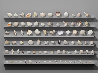 Various Shell Shaped Jewelry Pieces Arranged on Multiple Display Shelves 3d model