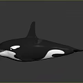 Black And White Orca Aquatic Marine Animal With Streamlined Body And Dorsal Fin