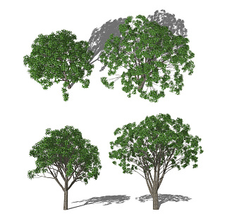 Modern Tree Osmanthus Tree Landscape Tree 3d model