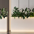 Modern Bonsai Potted Plants In White Rectangular Planters With Lush Green Foliage